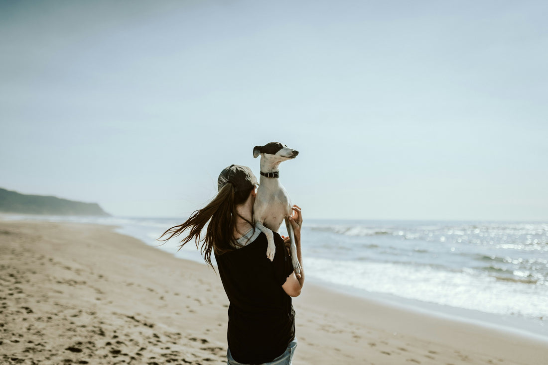 Paseos saludables: la clave para el bienestar de nuestros perros